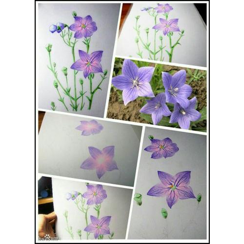 花之繪 38種花的色鉛筆圖繪