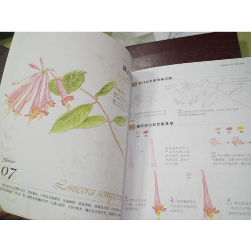 花之繪 38種花的色鉛筆圖繪