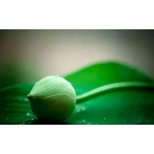長頸鹿的眼鏡