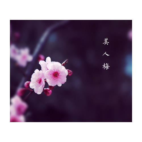 桃之夭夭——花影間的曼妙旅程