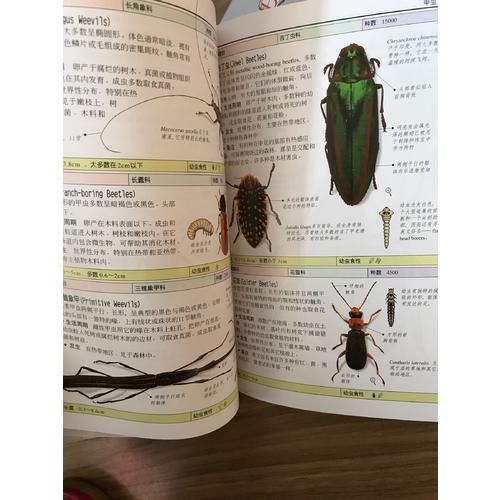 昆蟲:全世界550多種昆蟲