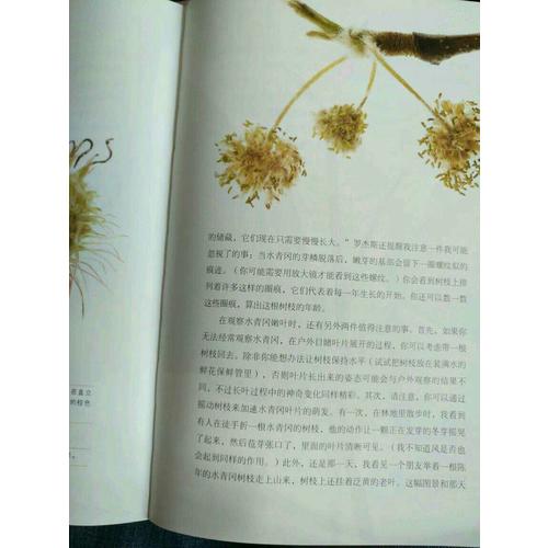 怎樣觀察一棵樹