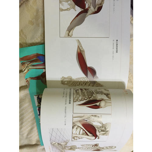 瑜伽3D解剖書I——肌肉篇