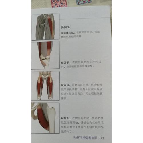 瑜伽3D解剖書I——肌肉篇