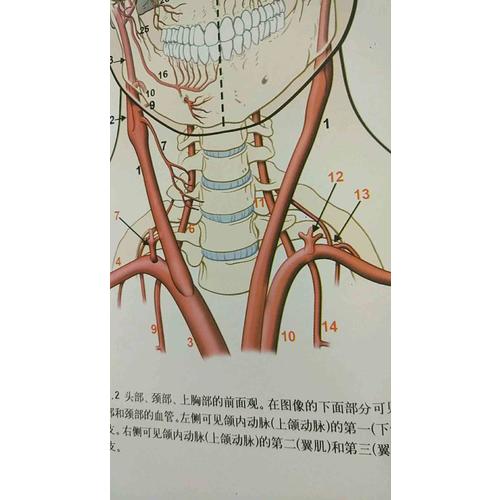 腦血管解剖及病理三維血管造影圖譜