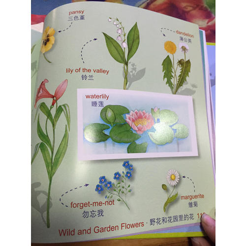 最美的英語(yǔ)單詞認(rèn)知書(shū)