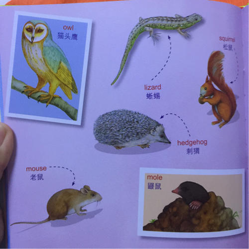 最美的英語(yǔ)單詞認(rèn)知書(shū)