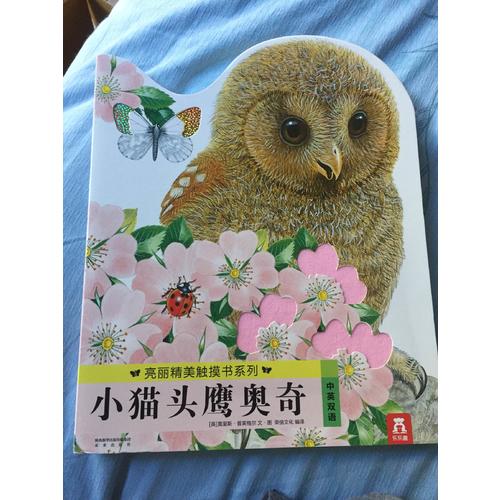小貓頭鷹奧奇