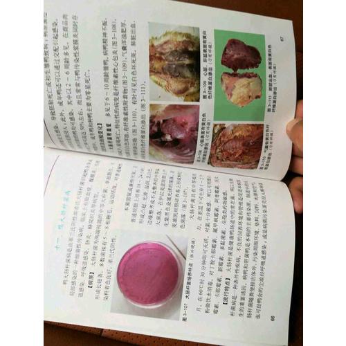 鴨病鑒別診斷與防治原色圖譜