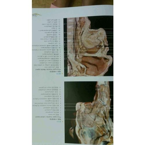 系統解剖學彩色圖譜