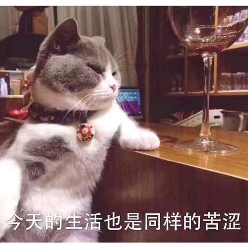 人類的歷史