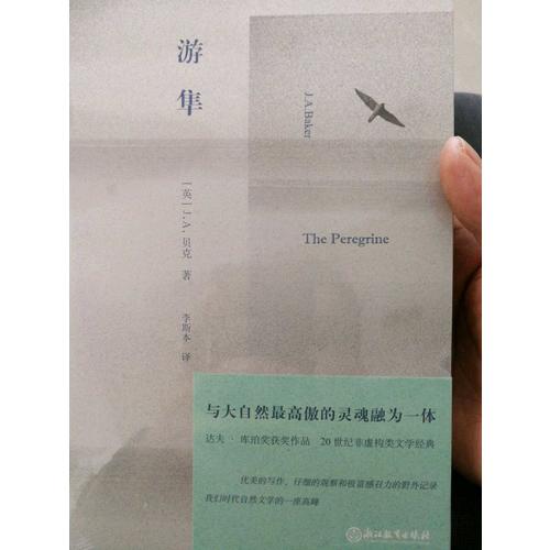 游隼