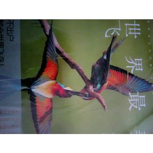 世界最美飛鳥