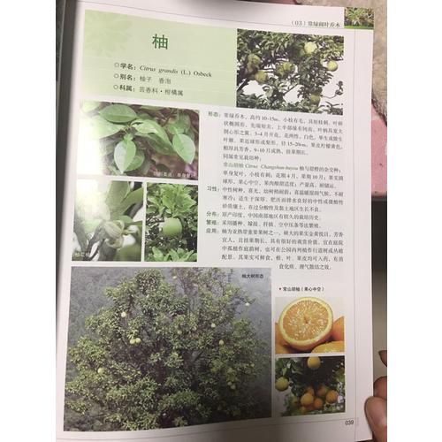 常用園林植物彩色圖鑒