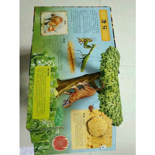 掠食動物