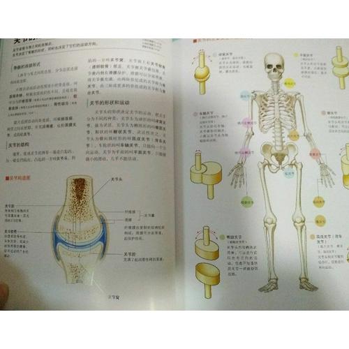 全新3D人體解剖圖