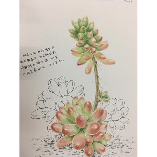 多肉繪