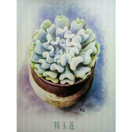 多肉溫暖我的心（珍藏版）