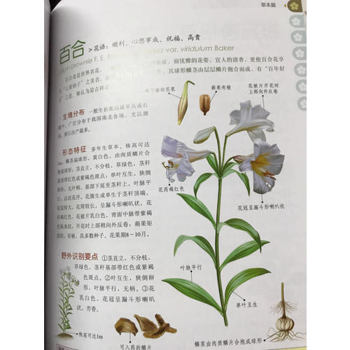 中國之美 自然生態圖鑒 中國野花圖鑒