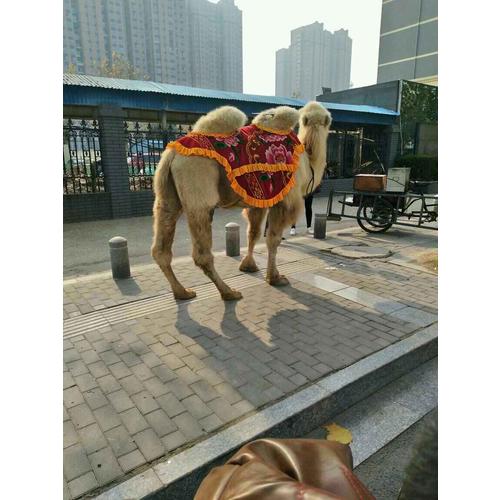 微信小程序：產品+運營+推廣實戰