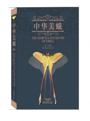 中華美蛾