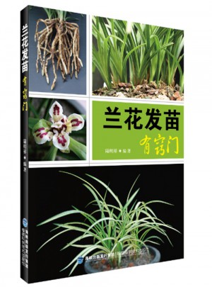 蘭花發苗有竅門