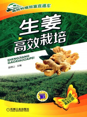 生姜高效栽培
