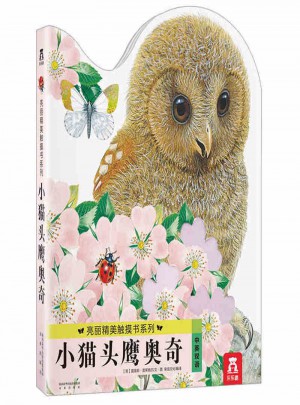 小貓頭鷹奧奇