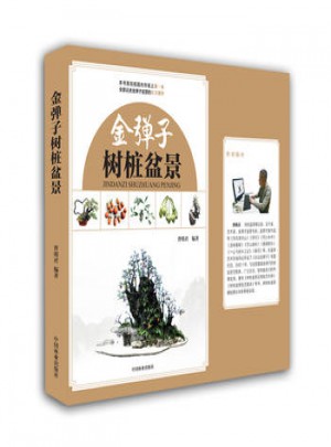 金彈子樹樁盆景
