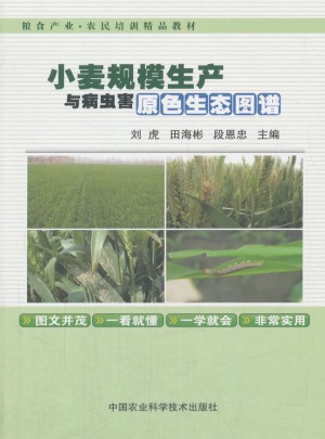小麥規模生產與病蟲害原色生態圖譜